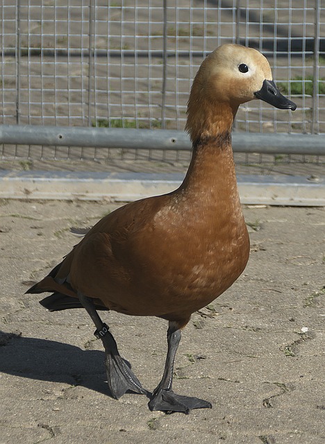 时代留